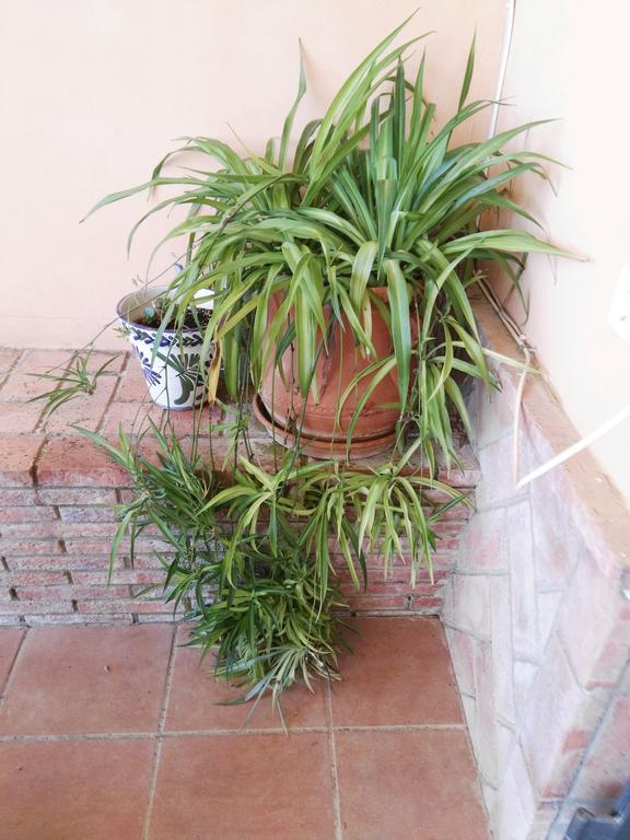 Casa Rural Oregano كارمونا المظهر الخارجي الصورة